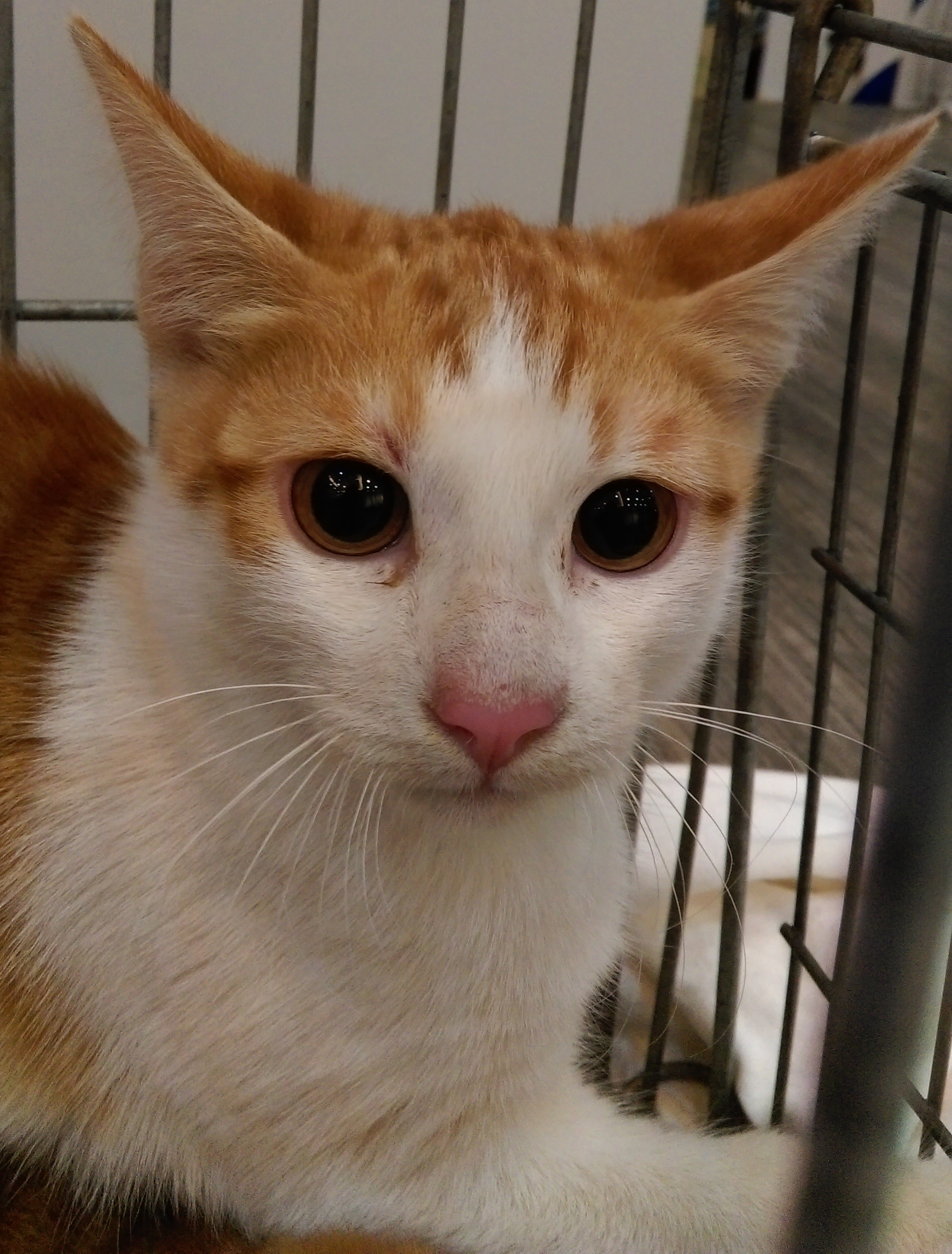 tw 猫咪性别: 公猫 猫咪花色以及特徵: 白底黄斑